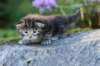 batya35weeks49202519_small.jpg