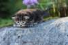 batya35weeks49202520_small.jpg