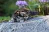 batya35weeks49202521_small.jpg