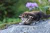 batya35weeks49202522_small.jpg