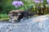 batya35weeks49202523_small.jpg