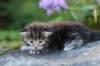 batya35weeks49202526_small.jpg