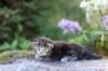 batya35weeks49202529_small.jpg