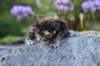 batya35weeks4920252_small.jpg
