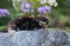 batya35weeks49202531_small.jpg