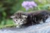 batya35weeks49202537_small.jpg