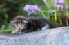 batya35weeks49202539_small.jpg