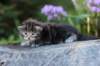 batya35weeks49202541_small.jpg