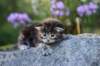 batya35weeks4920256_small.jpg