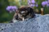 batya35weeks4920257_small.jpg
