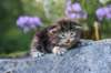 batya35weeks4920258_small.jpg