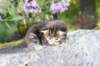 batya35weeks4920259_small.jpg