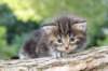 batya4weeks109202513_small.jpg