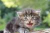 batya4weeks109202514_small.jpg