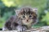 batya4weeks109202515_small.jpg