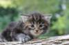 batya4weeks109202517_small.jpg