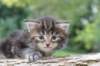 batya4weeks109202518_small.jpg