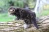 batya4weeks109202520_small.jpg