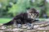 batya4weeks109202538_small.jpg