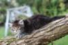 batya65weeks269202510_small.jpg