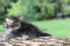 batya65weeks269202514_small.jpg