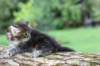 batya65weeks269202515_small.jpg