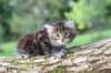 batya65weeks26920256_small.jpg