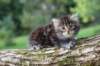 batya65weeks26920259_small.jpg