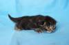 batyaf222weeks258202510_small.jpg