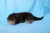 batyaf222weeks258202517_small.jpg