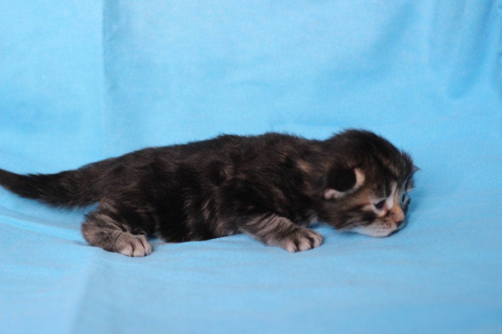 batyaf222weeks25820254.jpg
