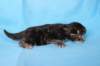 batyaf222weeks25820255_small.jpg