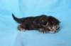 batyaf222weeks25820259_small.jpg