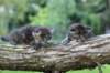 batyaontherightandbinaontheleft4weeks16_small.jpg