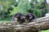 batyaontherightandbinaontheleft4weeks24_small.jpg