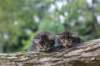 batyaontherightandbinaontheleft4weeks27_small.jpg