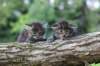 batyaontherightandbinaontheleft4weeks32_small.jpg