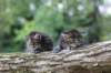 batyaontherightandbinaontheleft4weeks33_small.jpg