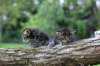 batyaontherightandbinaontheleft4weeks34_small.jpg