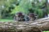 batyaontherightandbinaontheleft4weeks39_small.jpg