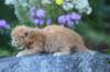 beeri35weeks49202521_small.jpg