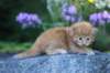 beeri35weeks4920254_small.jpg