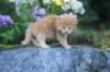 beeri35weeks4920257_small.jpg