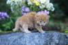 beeri35weeks4920258_small.jpg