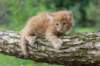beeri65weeks269202517_small.jpg