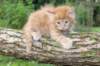 beeri65weeks26920252_small.jpg