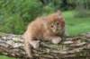 beeri65weeks269202538_small.jpg