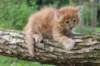 beeri65weeks26920253_small.jpg