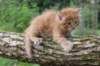 beeri65weeks26920254_small.jpg