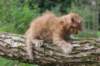 beeri65weeks26920255_small.jpg